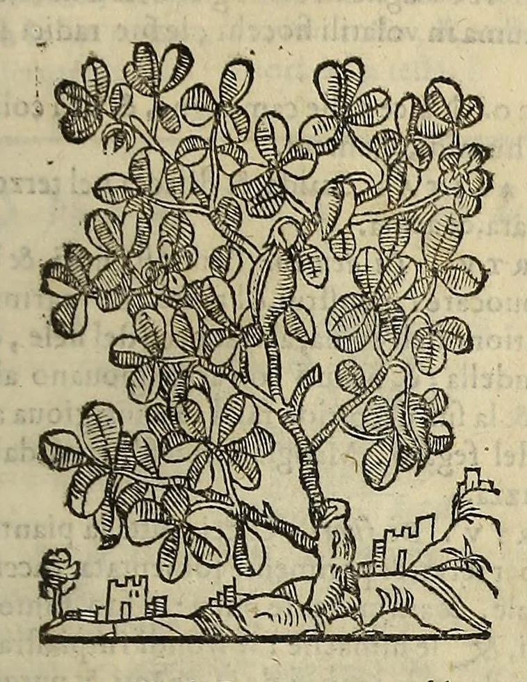 An illustration from Herbario nuouo, 1585, leaf 161