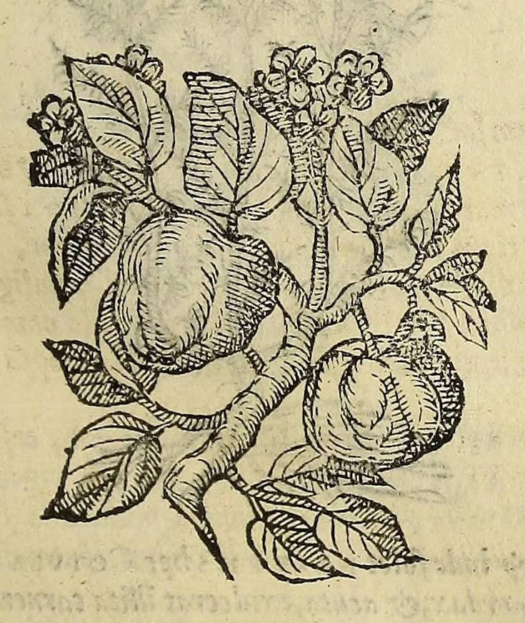 An illustration from Herbario nuouo, 1585, leaf 169