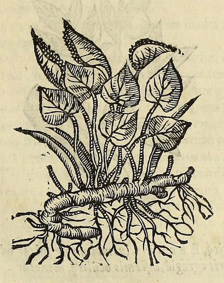 An illustration from Herbario nuouo, 1585, leaf 181