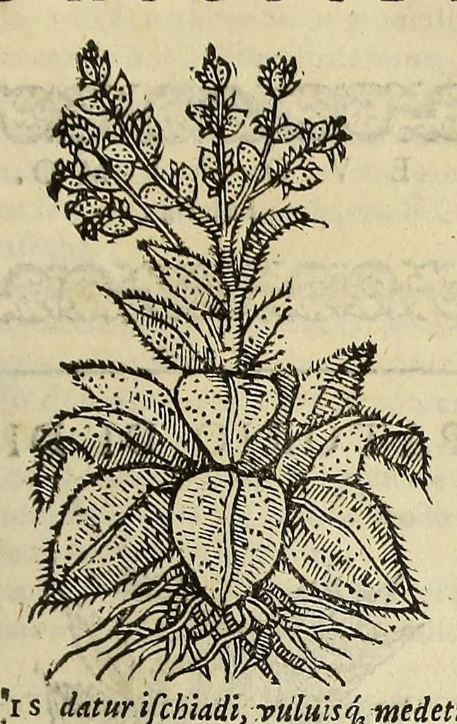 An illustration from Herbario nuouo, 1585, leaf 193