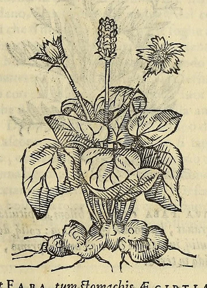 An illustration from Herbario nuouo, 1585, leaf 199