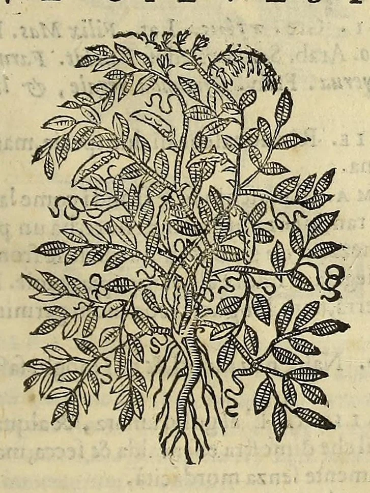An illustration from Herbario nuouo, 1585, leaf 199