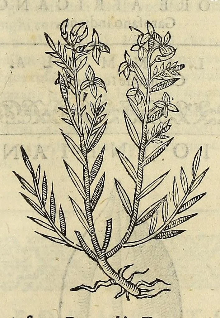 An illustration from Herbario nuouo, 1585, leaf 207
