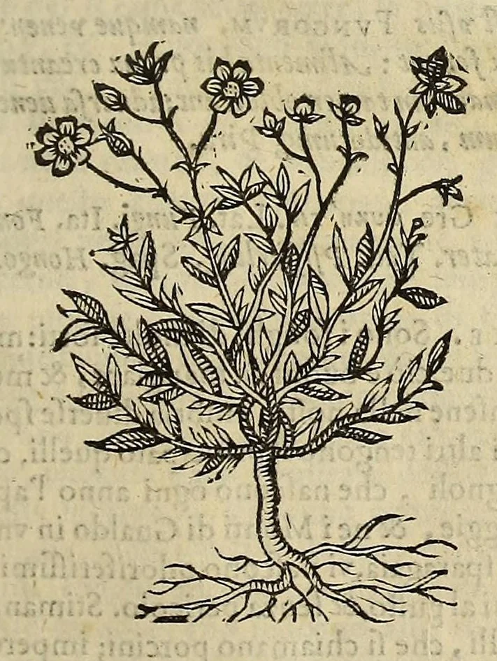An illustration from Herbario nuouo, 1585, leaf 207