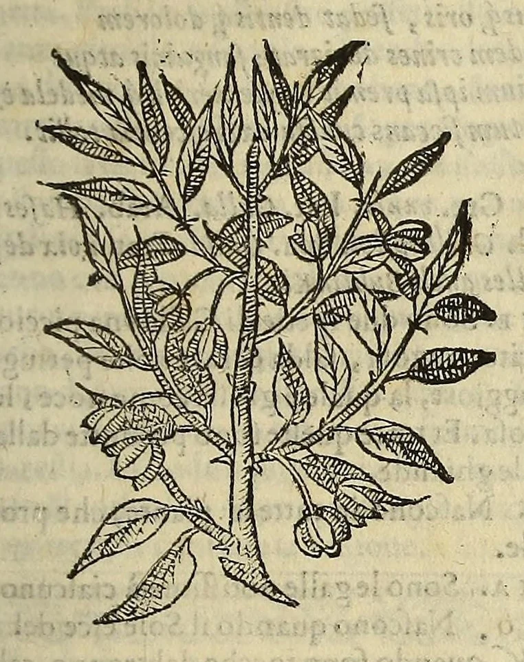 An illustration from Herbario nuouo, 1585, leaf 213
