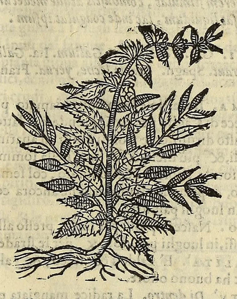 An illustration from Herbario nuouo, 1585, leaf 213