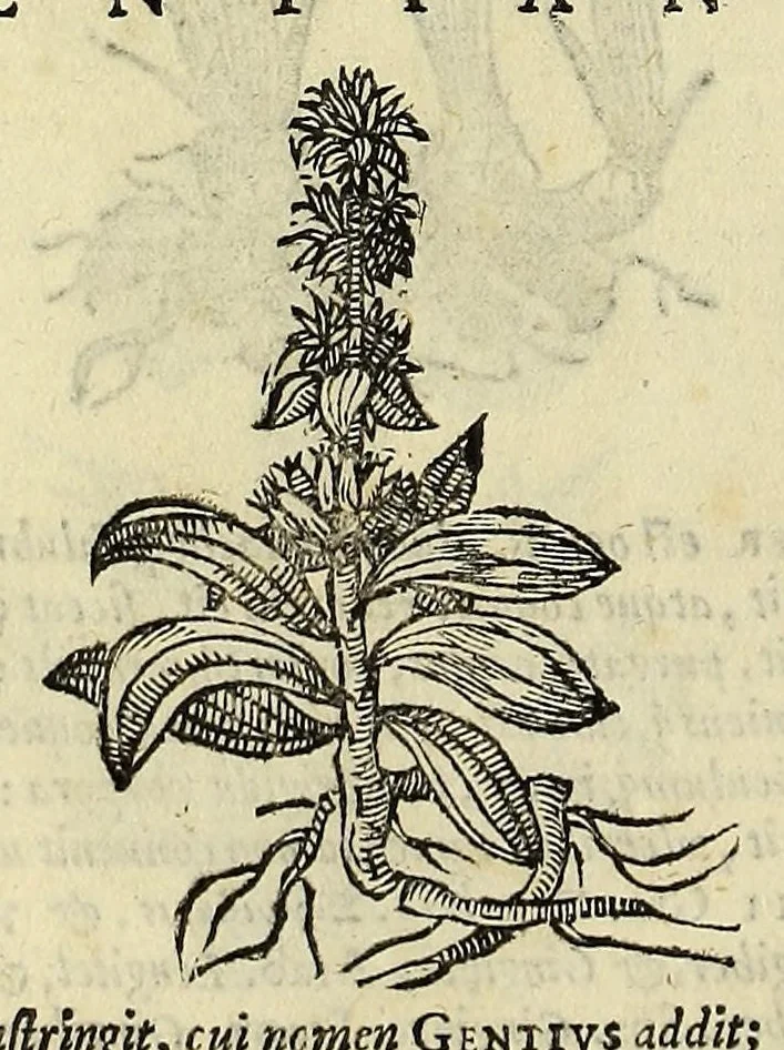 An illustration from Herbario nuouo, 1585, leaf 220