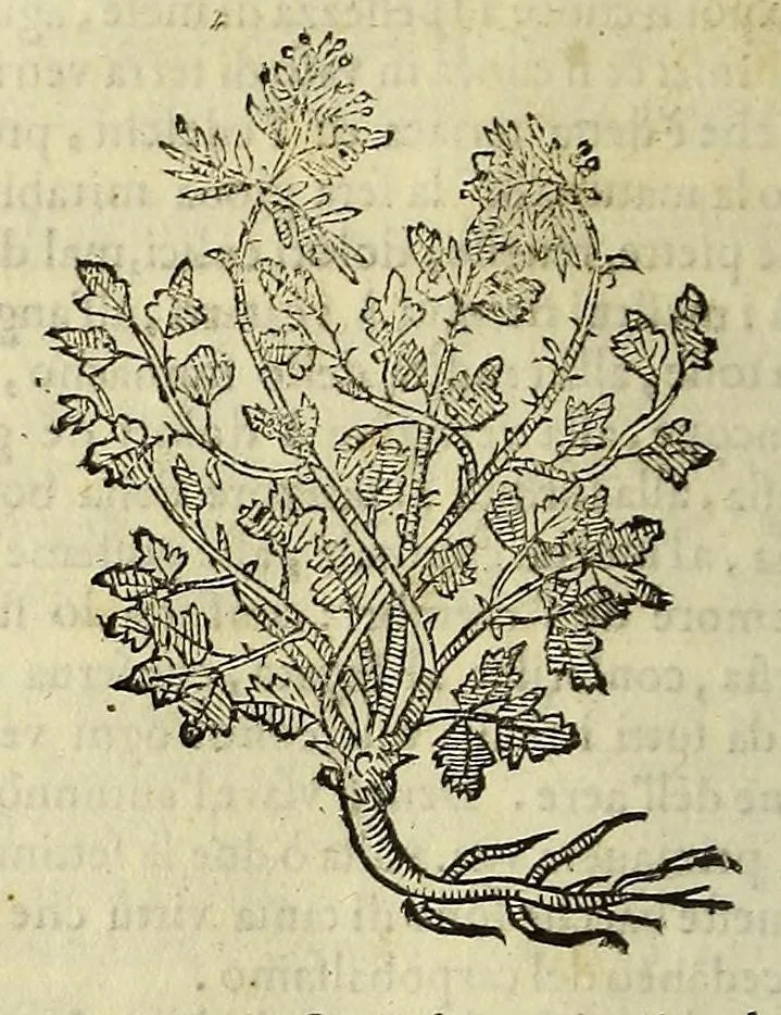 An illustration from Herbario nuouo, 1585, leaf 226
