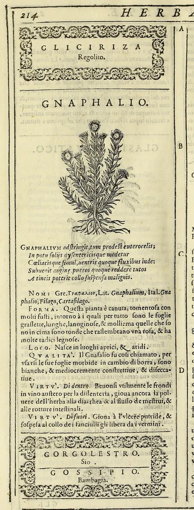 An illustration from Herbario nuouo, 1585, leaf 232