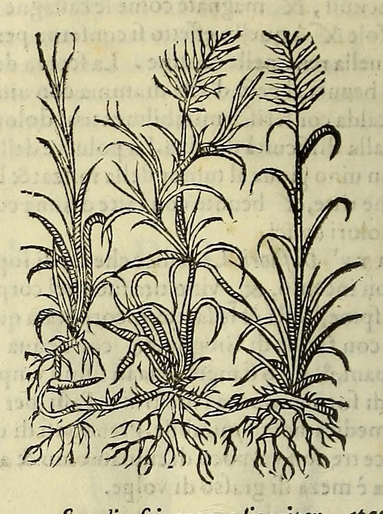 An illustration from Herbario nuouo, 1585, leaf 232