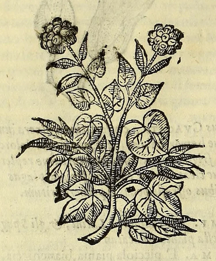 An illustration from Herbario nuouo, 1585, leaf 238