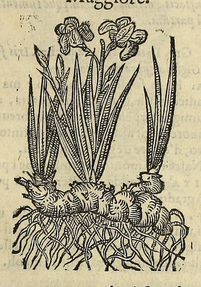 An illustration from Herbario nuouo, 1585, leaf 257