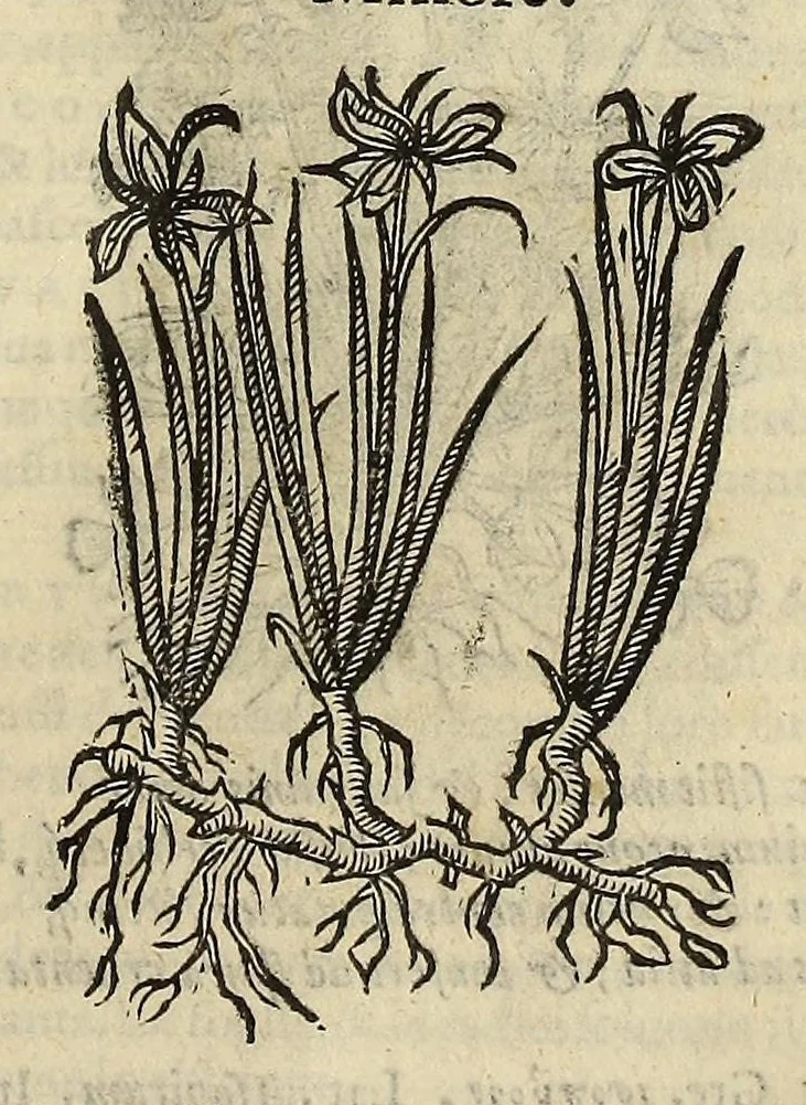 An illustration from Herbario nuouo, 1585, leaf 257