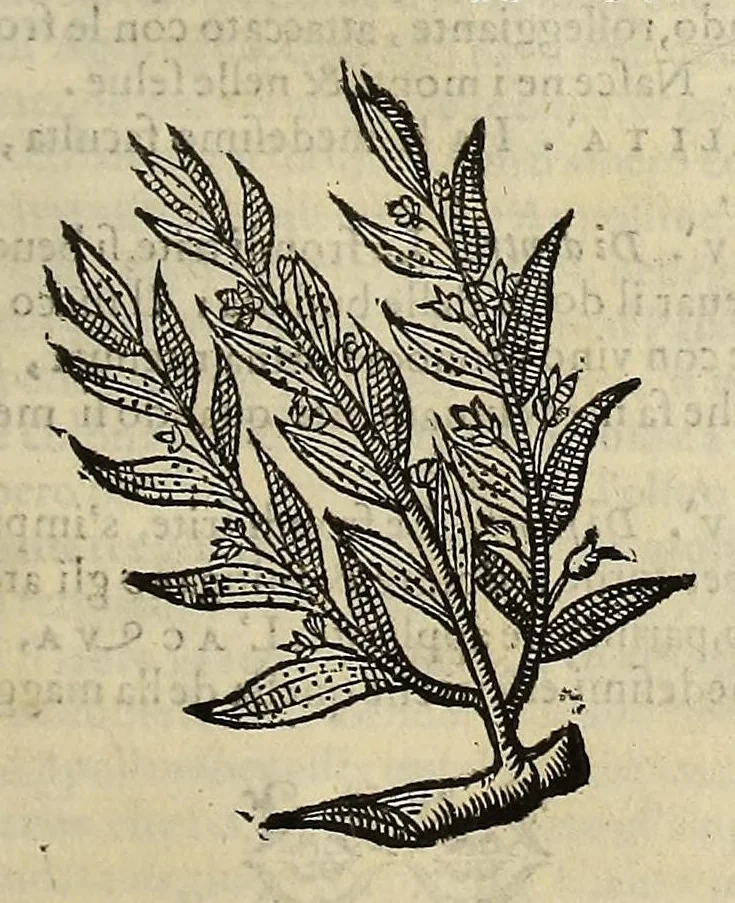 An illustration from Herbario nuouo, 1585, leaf 263