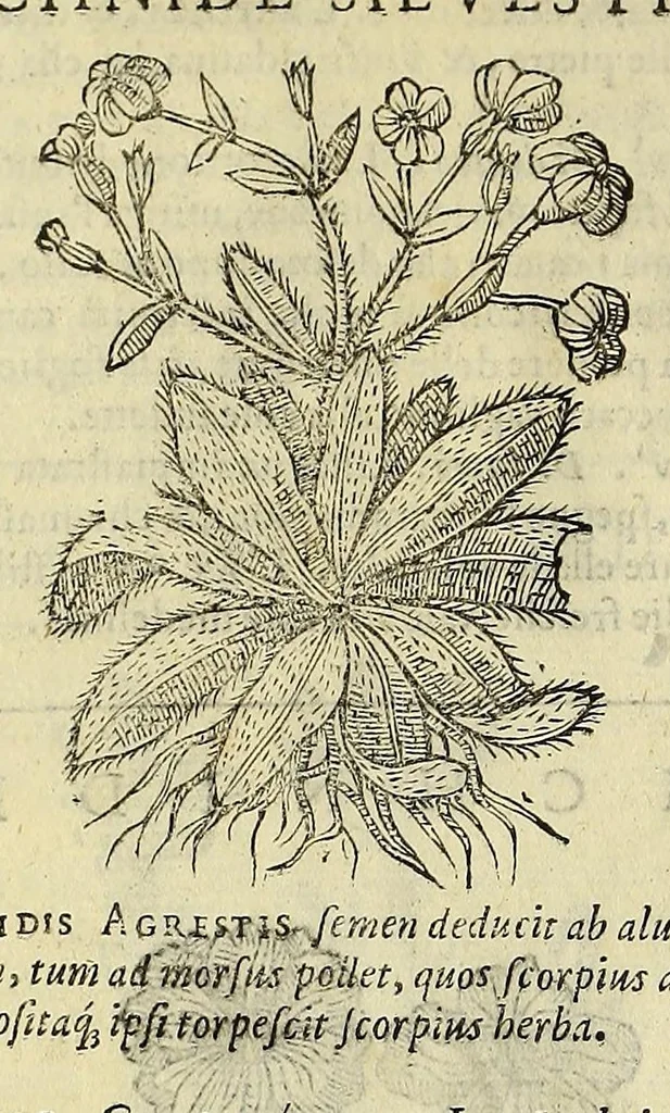 An illustration from Herbario nuouo, 1585, leaf 274