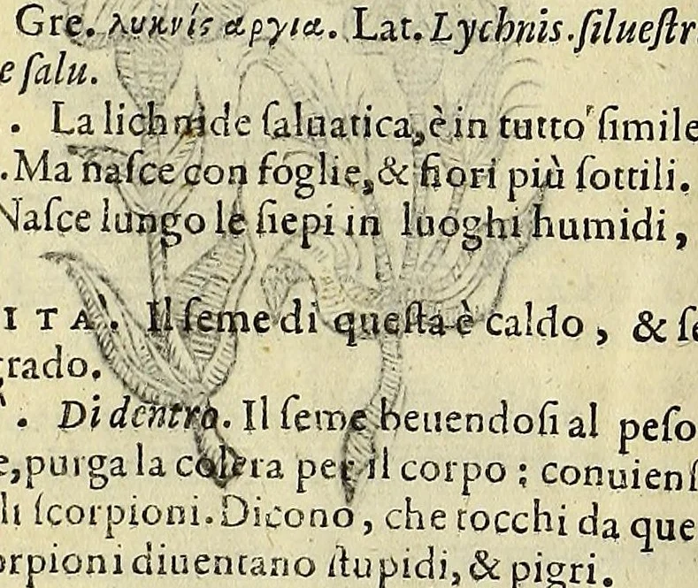 An illustration from Herbario nuouo, 1585, leaf 274