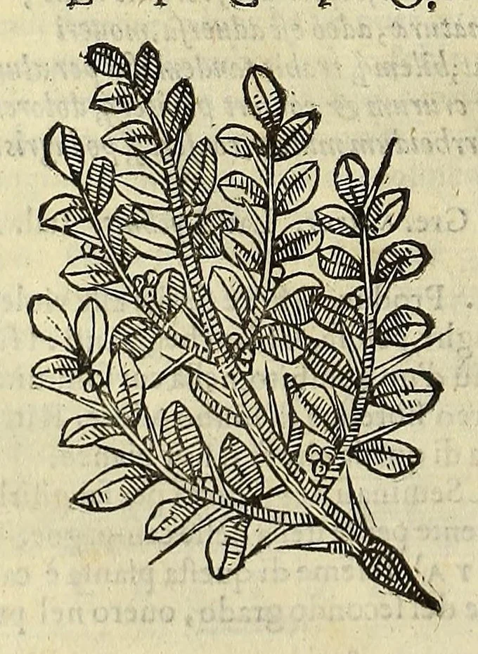 An illustration from Herbario nuouo, 1585, leaf 274