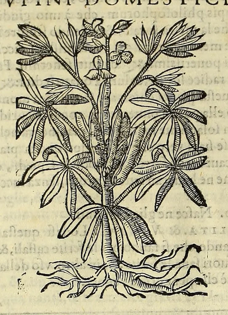 An illustration from Herbario nuouo, 1585, leaf 286