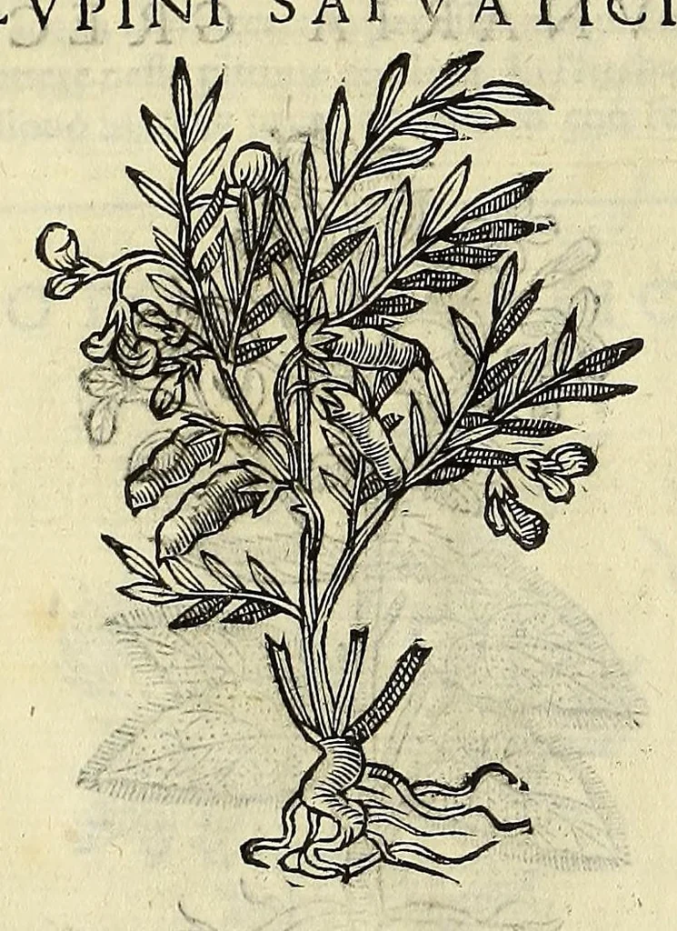 An illustration from Herbario nuouo, 1585, leaf 286