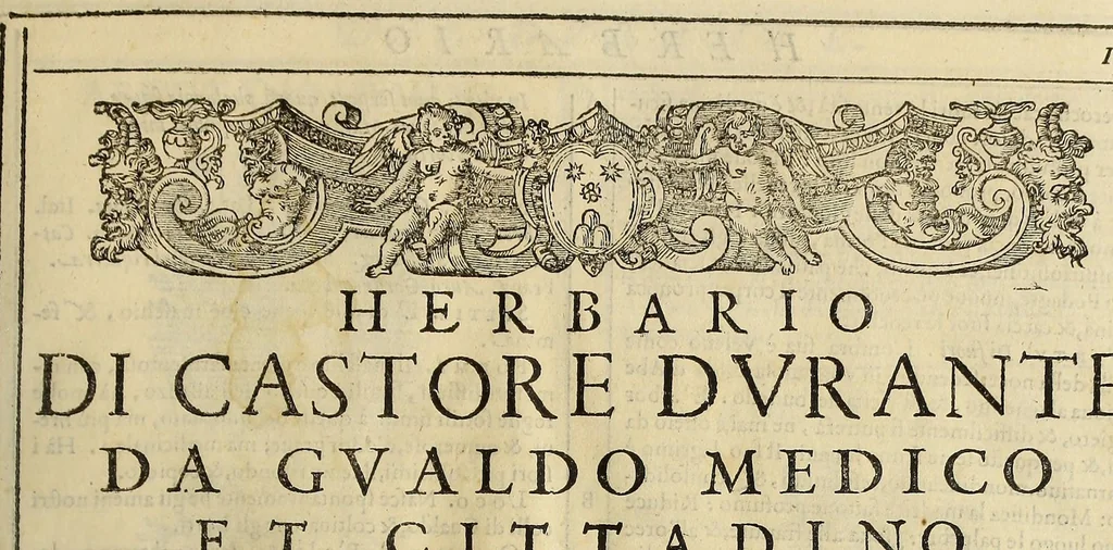 An illustration from Herbario nuouo, 1585, leaf 29