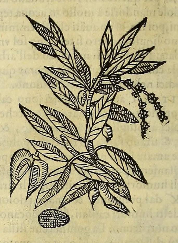 An illustration from Herbario nuouo, 1585, leaf 292