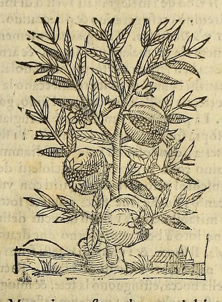 An illustration from Herbario nuouo, 1585, leaf 299