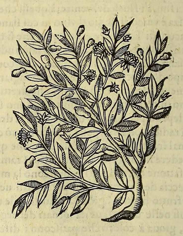 An illustration from Herbario nuouo, 1585, leaf 312