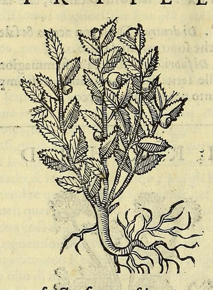 An illustration from Herbario nuouo, 1585, leaf 312