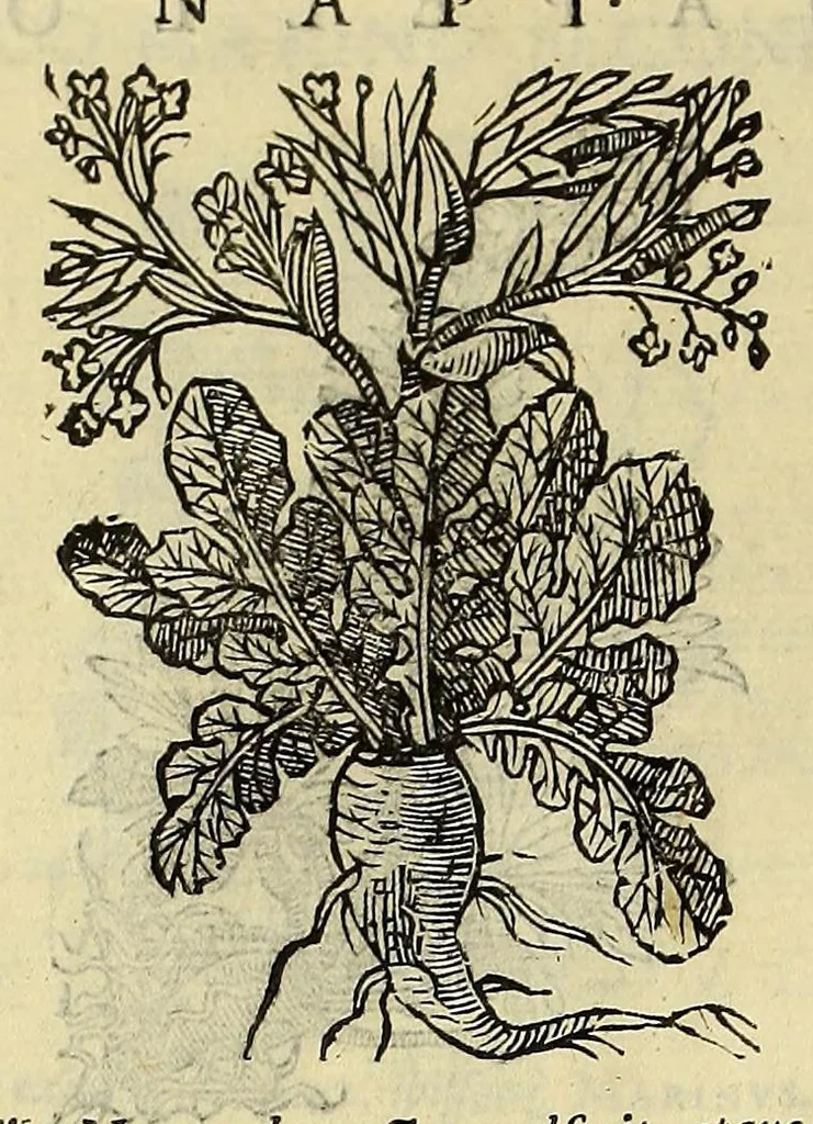 An illustration from Herbario nuouo, 1585, leaf 320