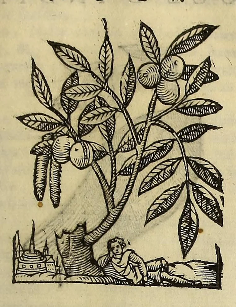 An illustration from Herbario nuouo, 1585, leaf 327