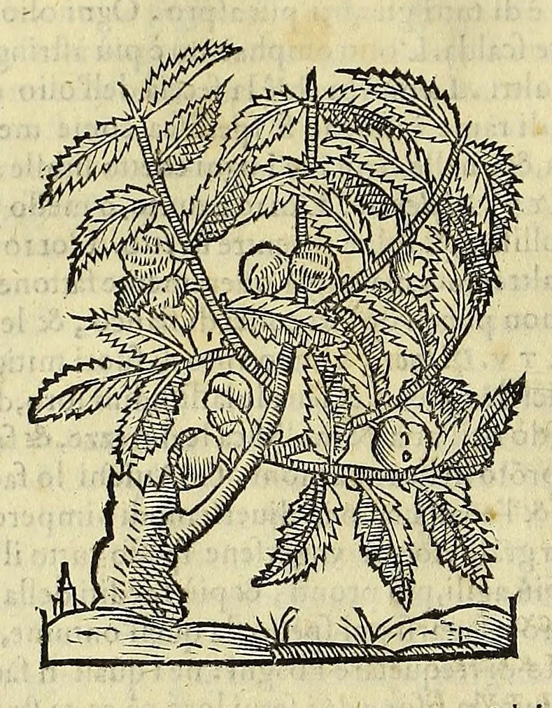 An illustration from Herbario nuouo, 1585, leaf 334