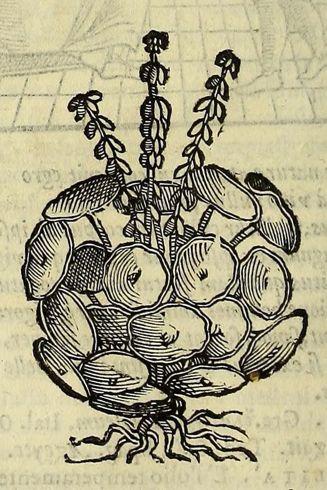 An illustration from Herbario nuouo, 1585, leaf 334
