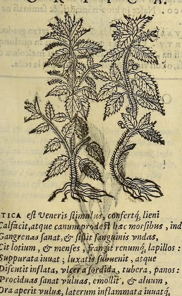 An illustration from Herbario nuouo, 1585, leaf 339