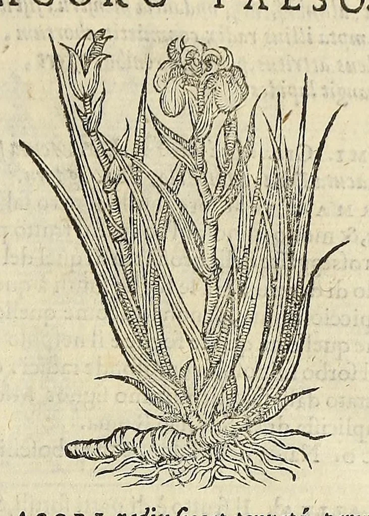 An illustration from Herbario nuouo, 1585, leaf 35