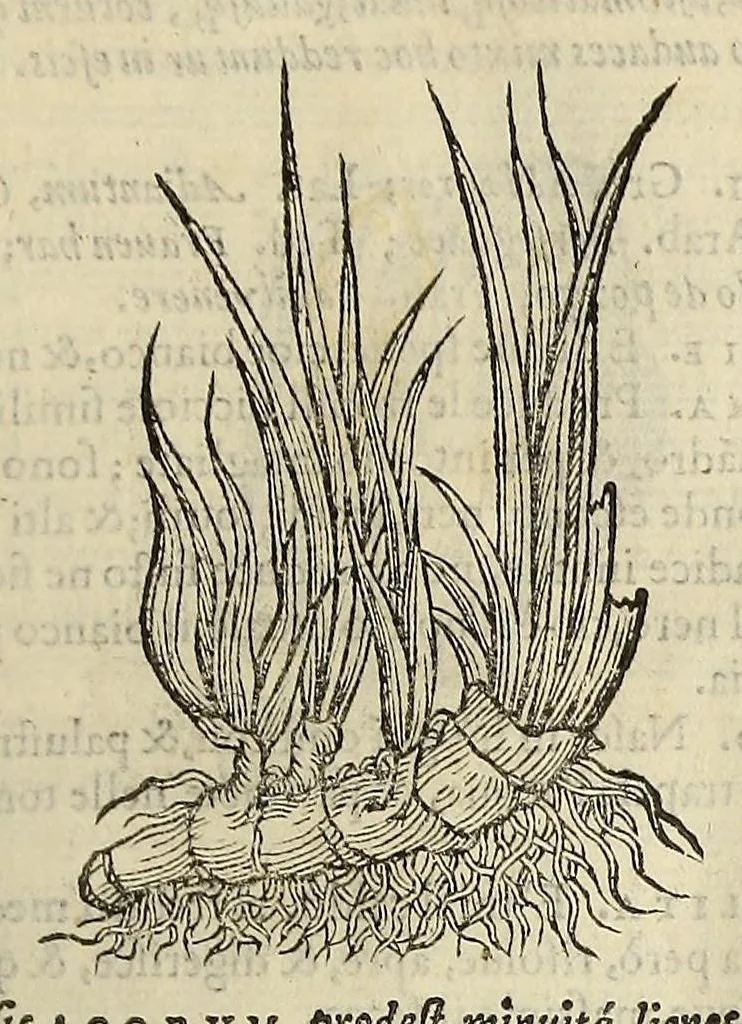 An illustration from Herbario nuouo, 1585, leaf 35