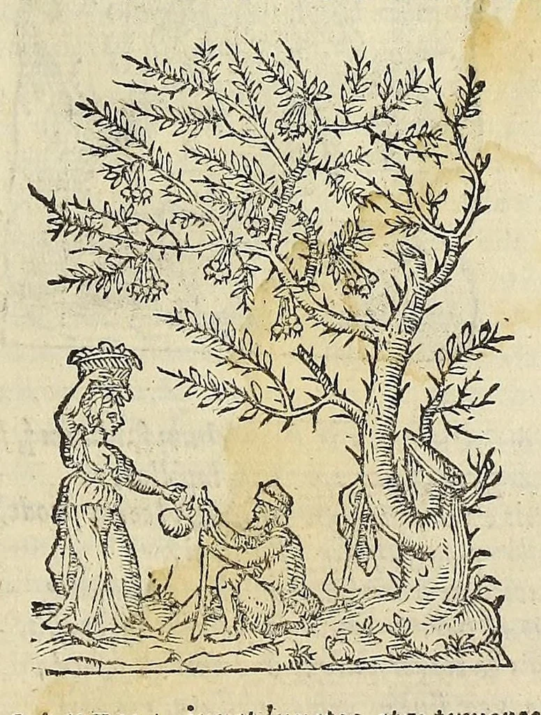 An illustration from Herbario nuouo, 1585, leaf 35