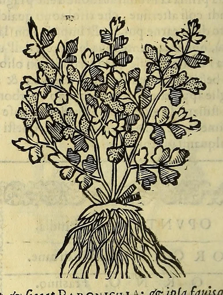 An illustration from Herbario nuouo, 1585, leaf 352