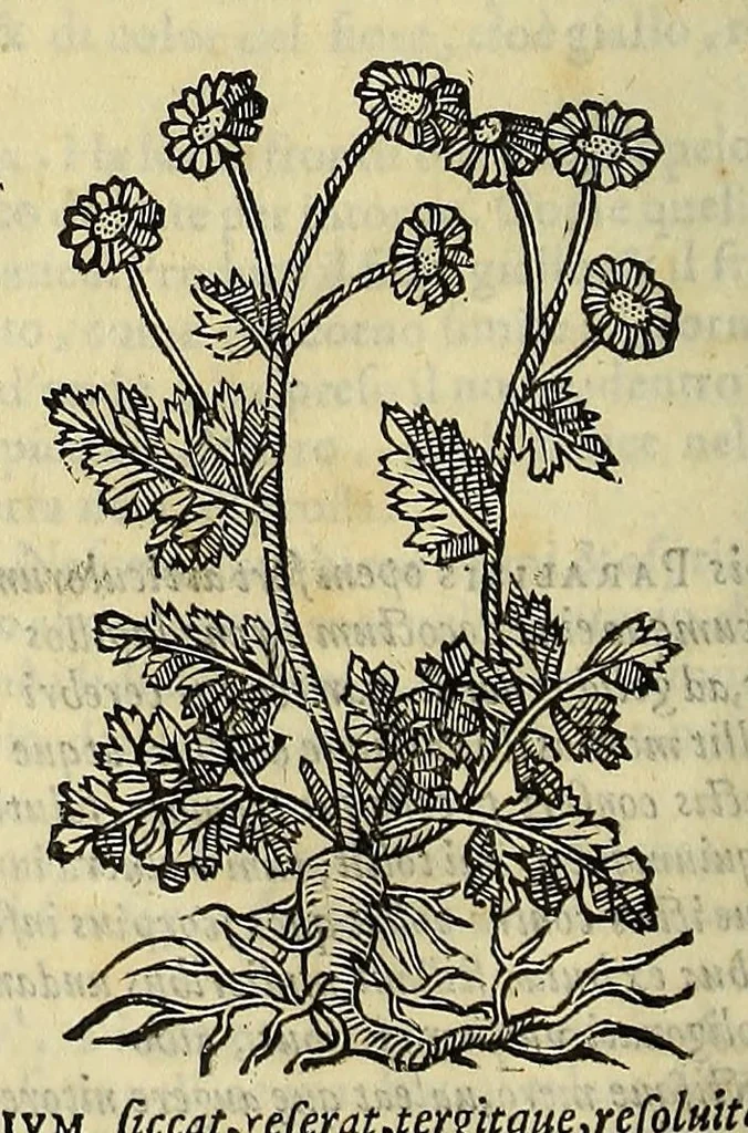 An illustration from Herbario nuouo, 1585, leaf 352