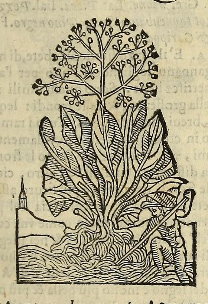 An illustration from Herbario nuouo, 1585, leaf 373