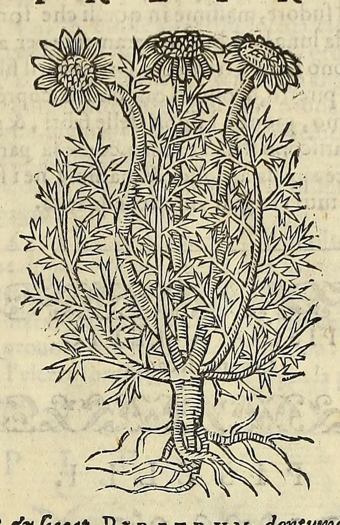 An illustration from Herbario nuouo, 1585, leaf 379