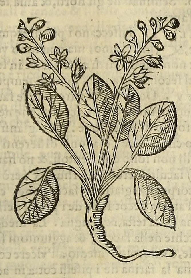 An illustration from Herbario nuouo, 1585, leaf 379