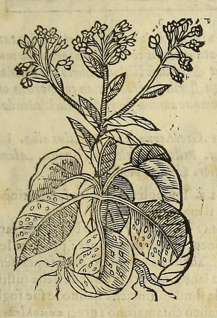 An illustration from Herbario nuouo, 1585, leaf 387