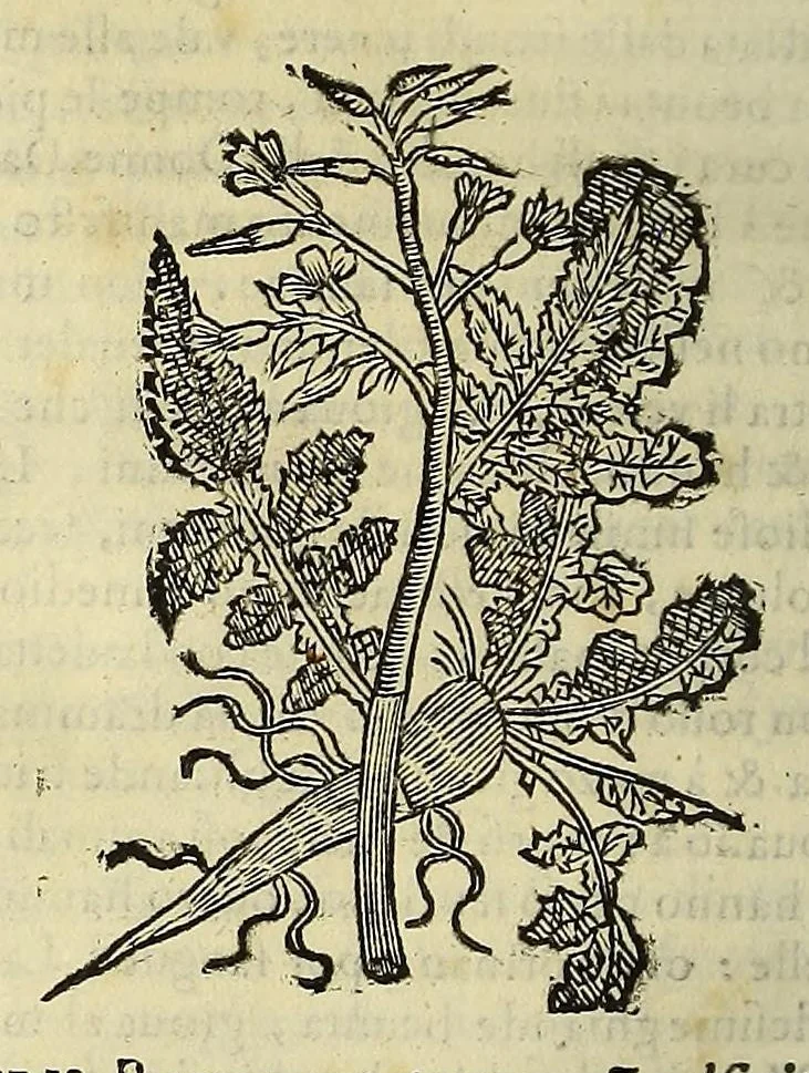 An illustration from Herbario nuouo, 1585, leaf 400