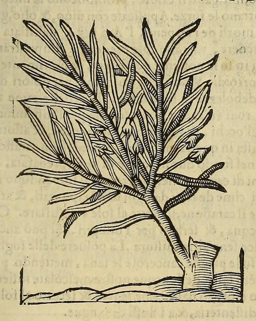 An illustration from Herbario nuouo, 1585, leaf 413