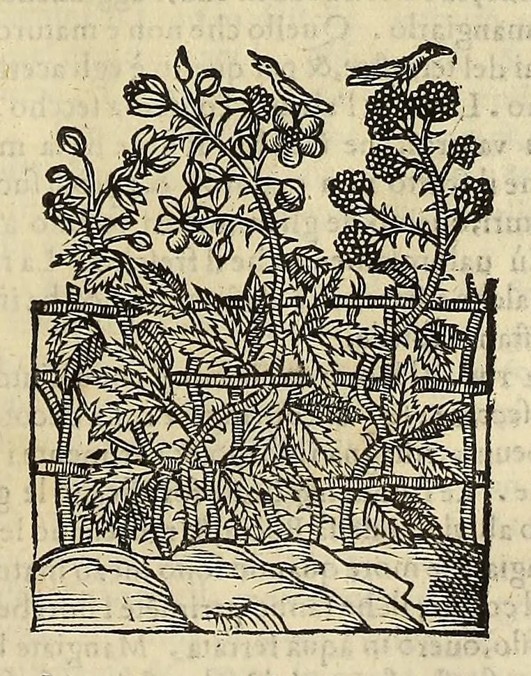 An illustration from Herbario nuouo, 1585, leaf 413