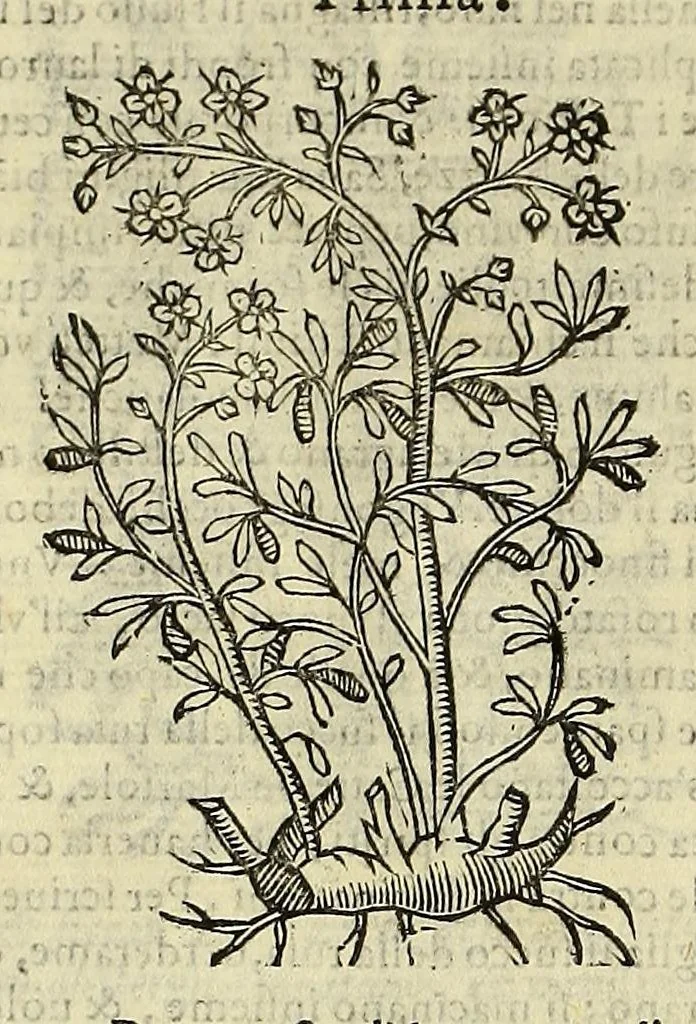 An illustration from Herbario nuouo, 1585, leaf 420