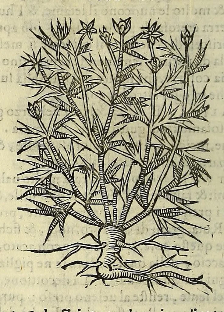An illustration from Herbario nuouo, 1585, leaf 420