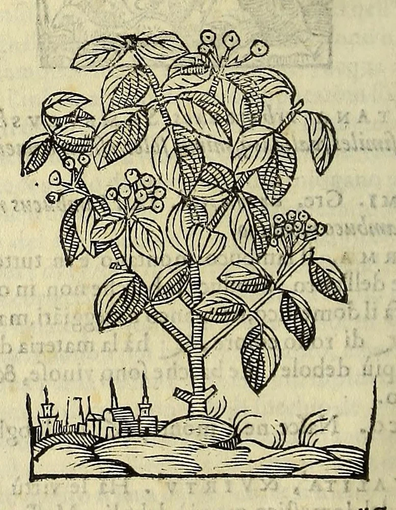An illustration from Herbario nuouo, 1585, leaf 428