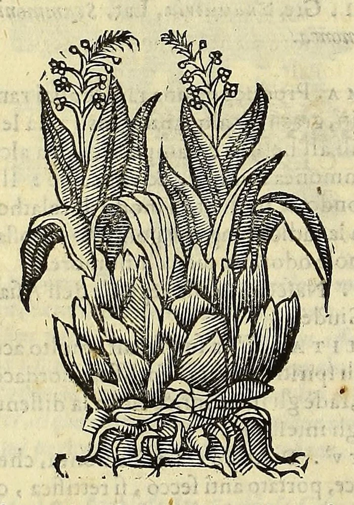 An illustration from Herbario nuouo, 1585, leaf 434