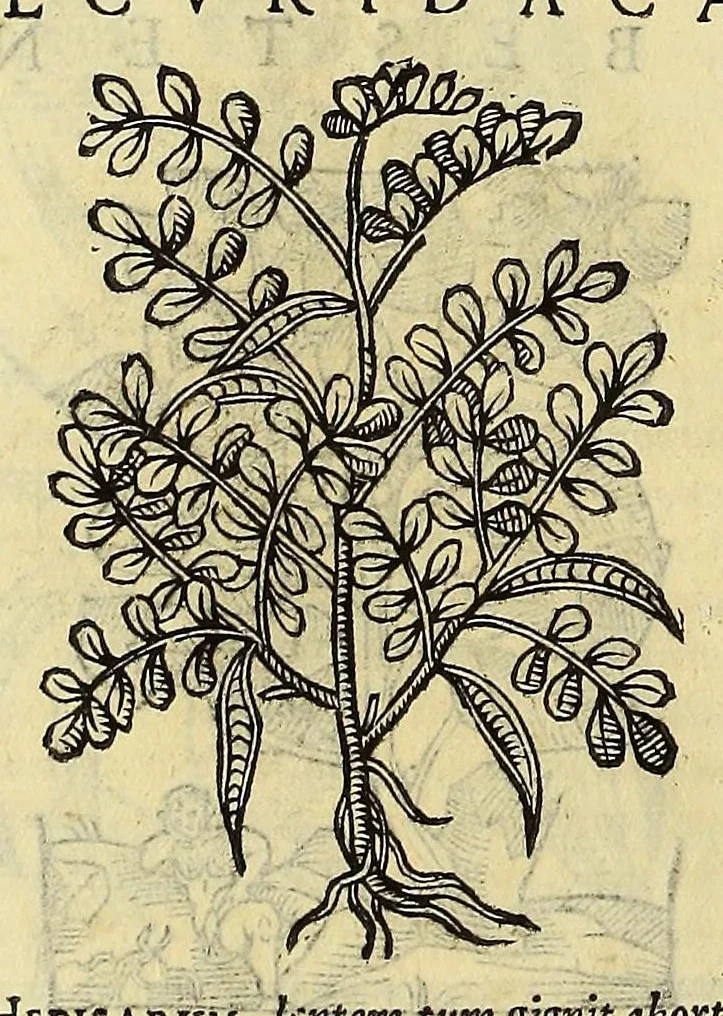 An illustration from Herbario nuouo, 1585, leaf 440